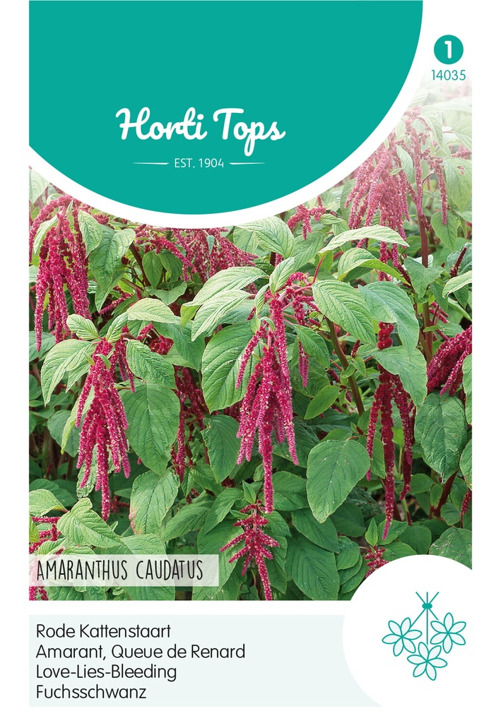 Amaranthus caudatus / Roter Fuchsschwanz