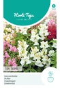 Horti Tops® Antirrhinum Maj. Pumilum Tom Thumb  Mg