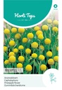 Horti Tops® Cephalophora Aromatica 'Pineapples'