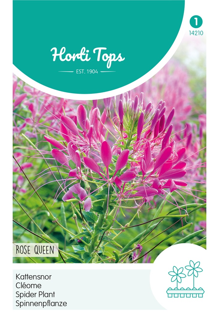 Cleome spinosa Rose Queen