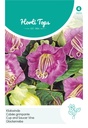 Horti Tops® Cobaea Scandens