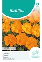 Cosmos Sulphureus Sunset, Orange