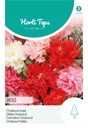 Horti Tops® Dianthus Caryoph. Riesen Chabaud Mischung