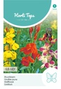 Horti Tops® Cheiranthus Cheirii Einfache Mischung