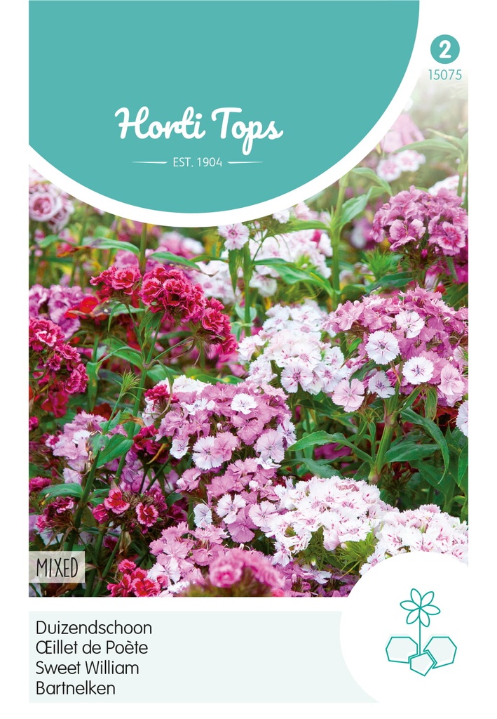 Horti Tops® Dianthus barbatus niedrige gefüllte Mg