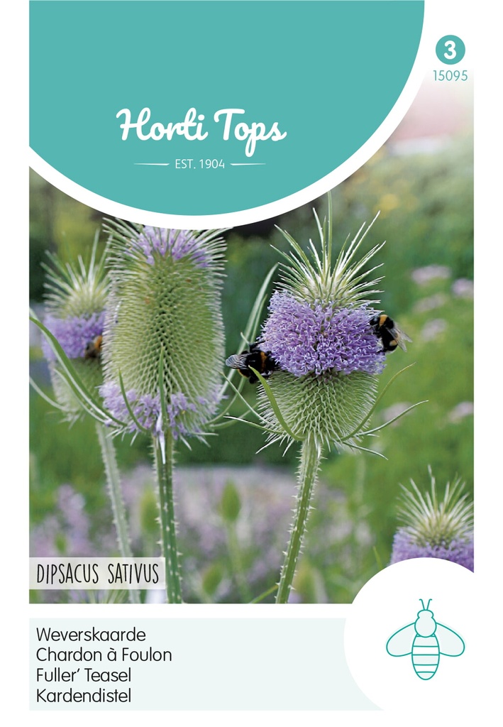 Horti Tops® Dipsacus sativus / Karde