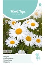 Horti Tops® Chrysanthemum Leucanthemum Maikoenigin