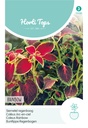 Horti Tops® Coleus Blumei Regenbogenmischung