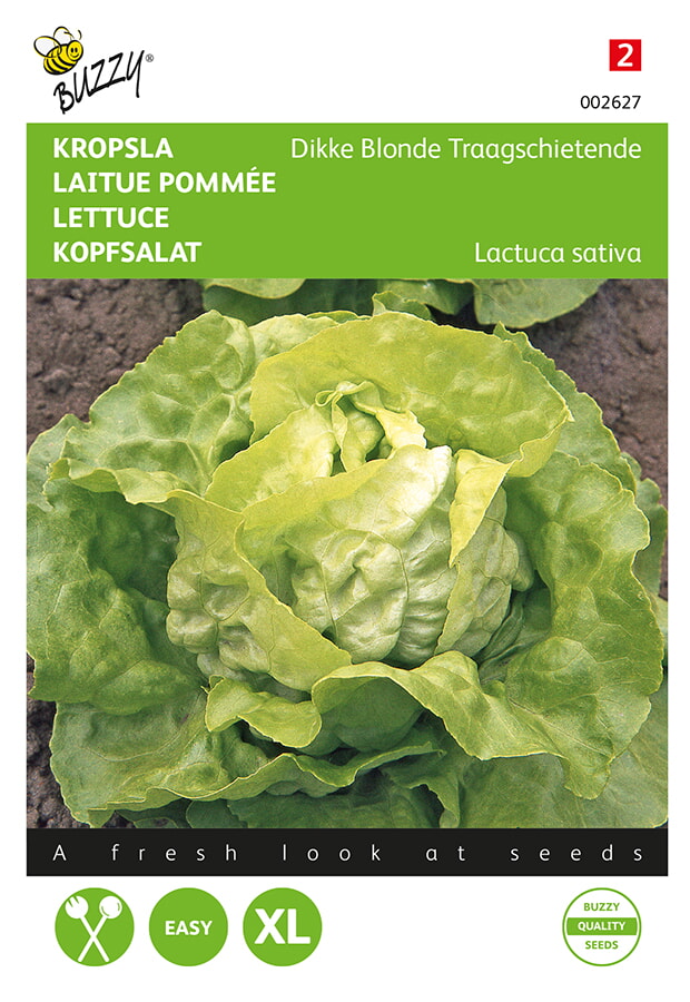 Kopfsalat Grosse Blonde Paresseuse