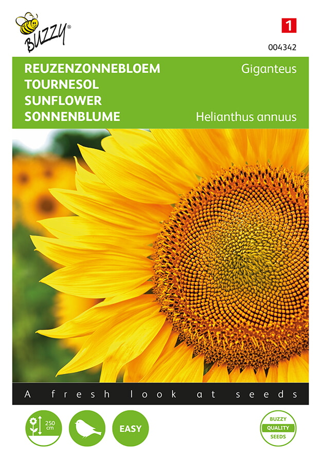 Riesen Sonnenblume Giganteus