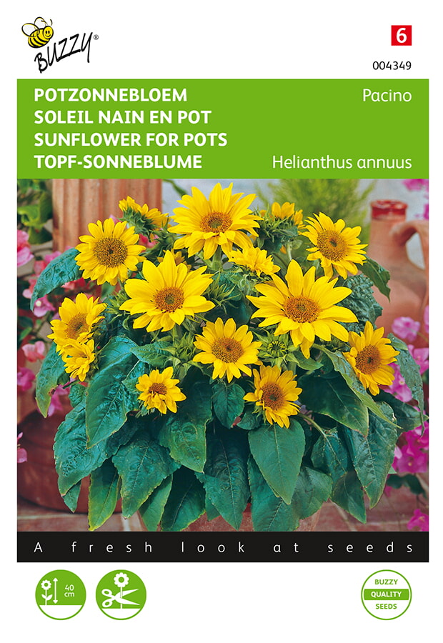 Niedrige Topf-Sonnenblume Pacino