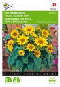 Buzzy® Niedrige Topf-Sonnenblume Pacino