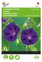 Buzzy® Ipomoea Grandpa Ott