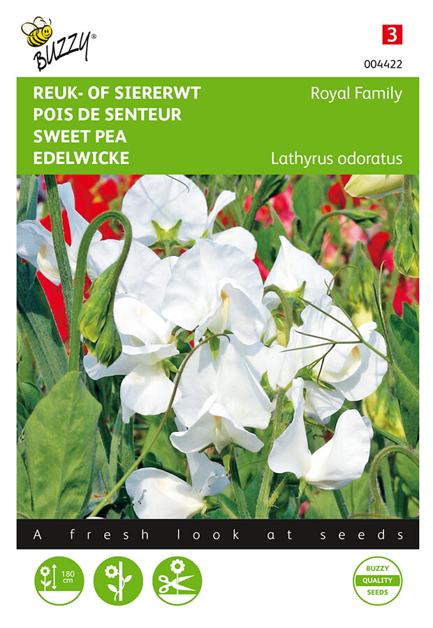 Lathyrus odoratus Royal Weiss