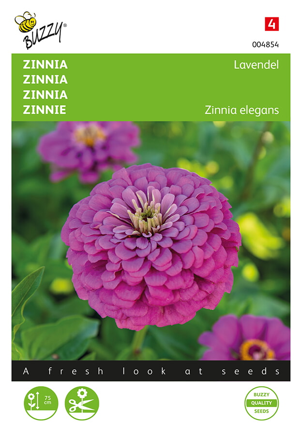 Zinnie Lavendel