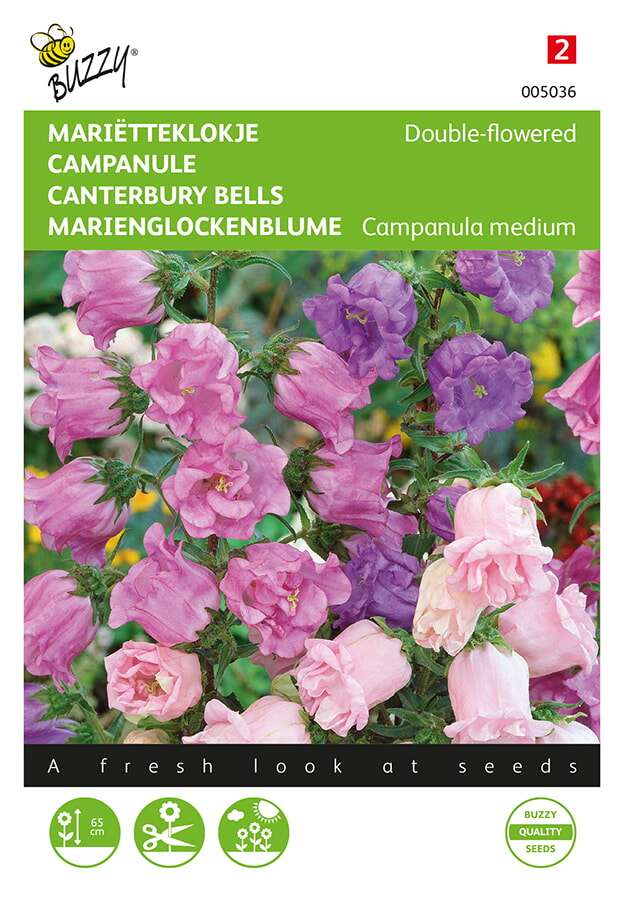 Campanula medium Gefuellte Mischung