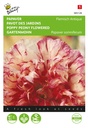 Buzzy® Papaver somniferum Flemish Antique