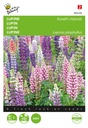 Buzzy® Lupine Russell’s Hybriden, Mischung