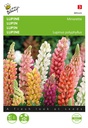 Buzzy® Lupine niedrige Minarette