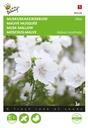 Malva, Moschu-Malva Alba weiß