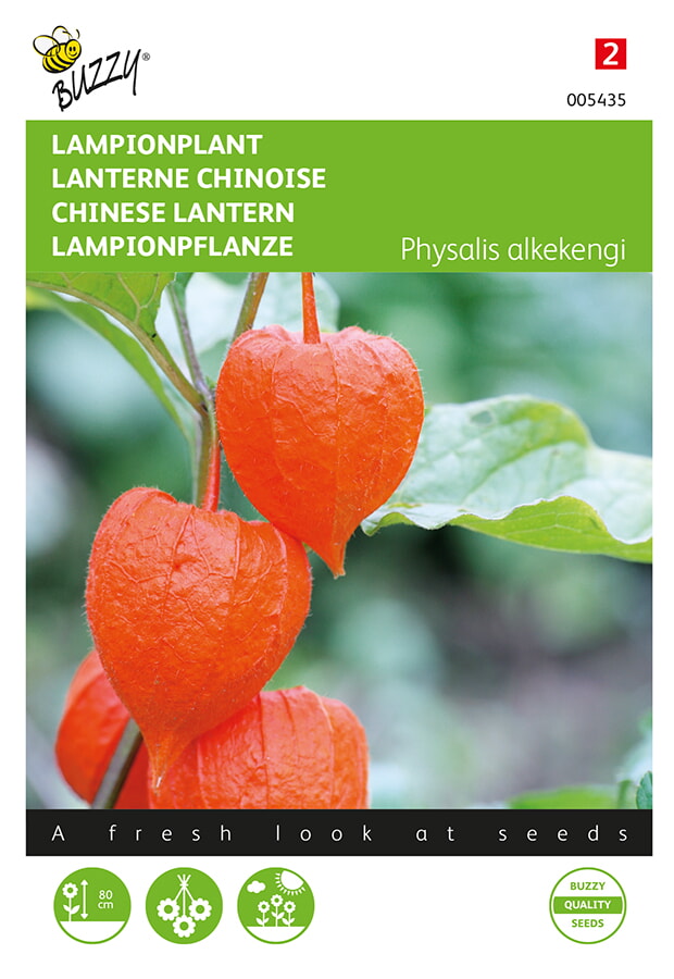 Physalis franchetti Alkekengi