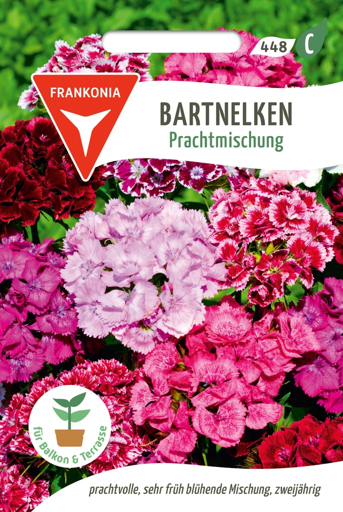 Bartnelken Prachtmischung