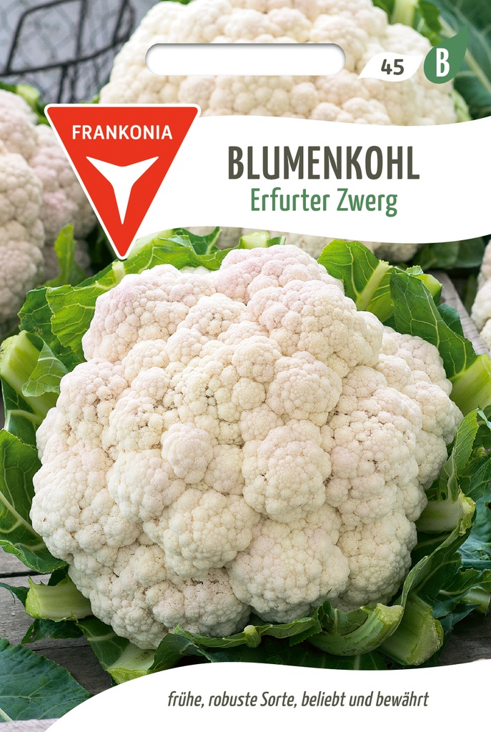 Blumenkohl Erfurter Zwerg