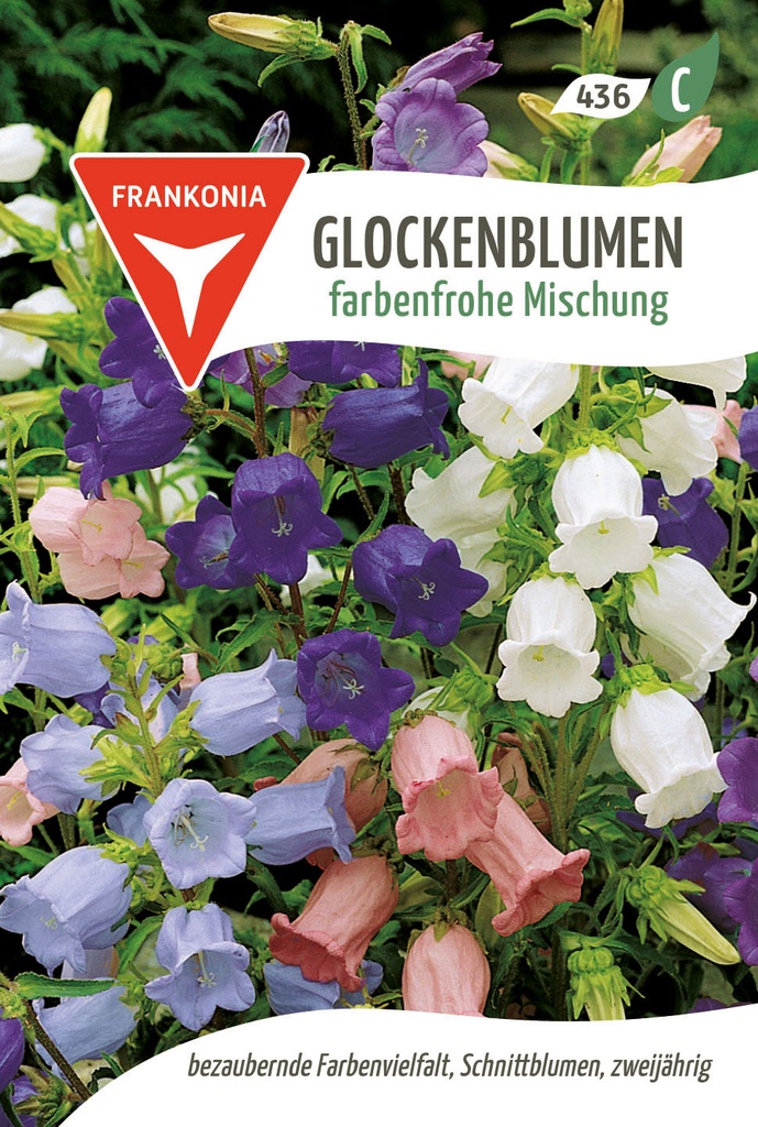 Glockenblumen farbenfrohe Mischung