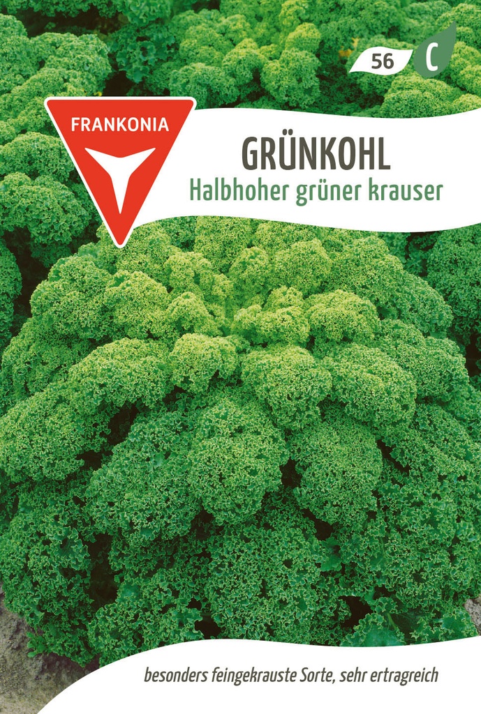 Grünkohl Halbhoher grüner krauser