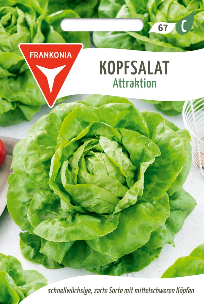 Kopfsalat Attraktion