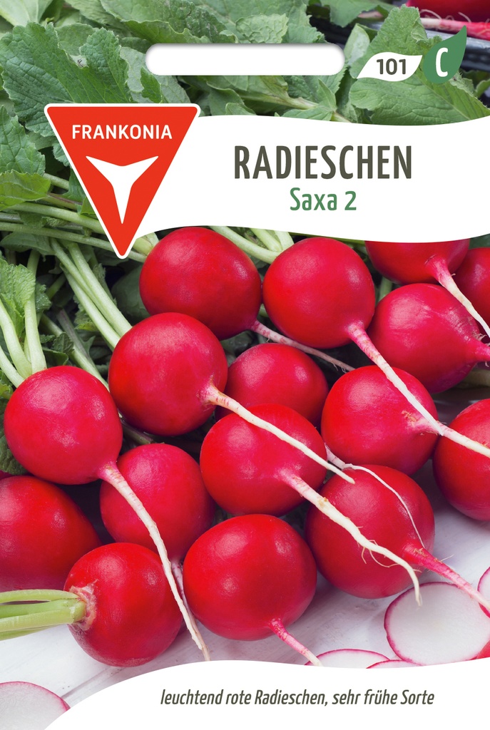 Radieschen Saxa 2