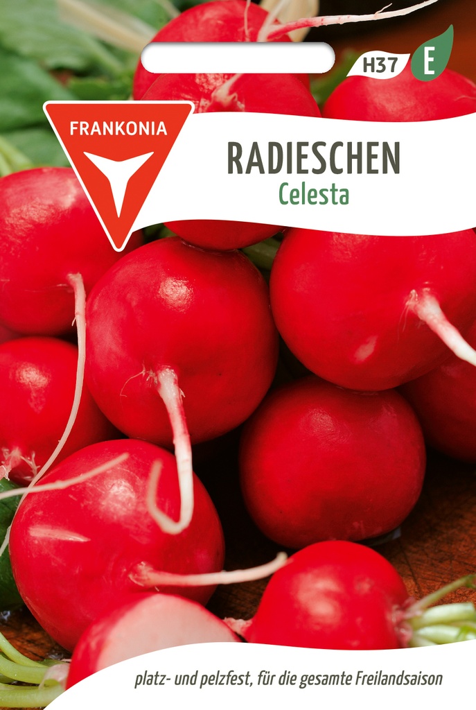 Radieschen Celesta