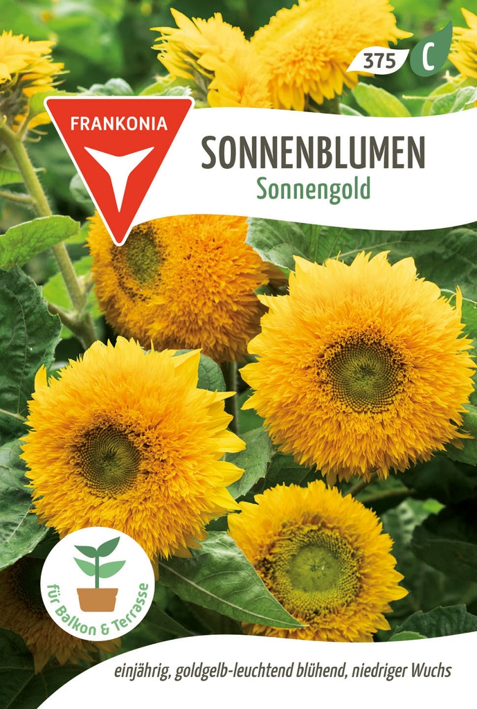 Sonnenblumen Sonnengold