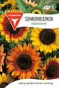 Sonnenblumen Abendsonne