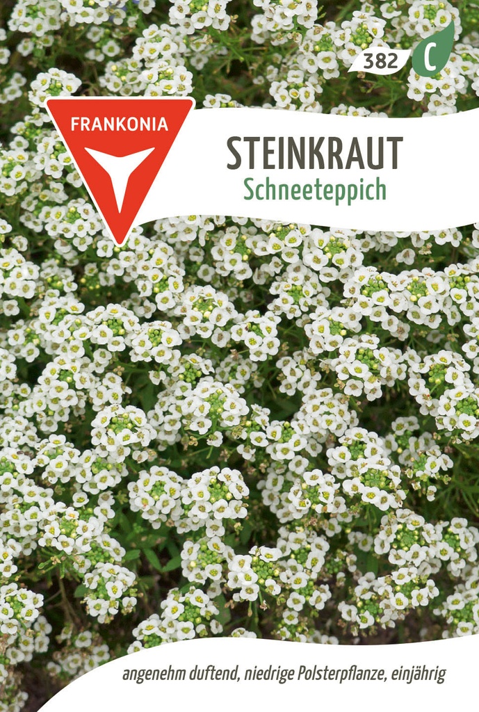 Steinkraut Schneeteppich