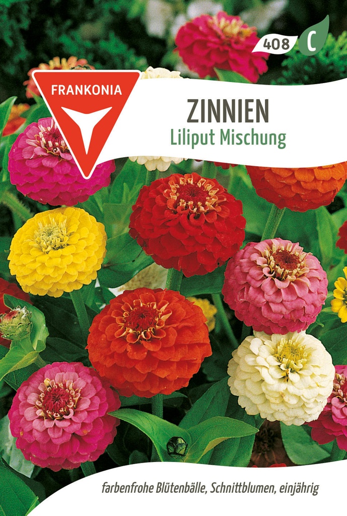 Zinnien Liliput Mischung