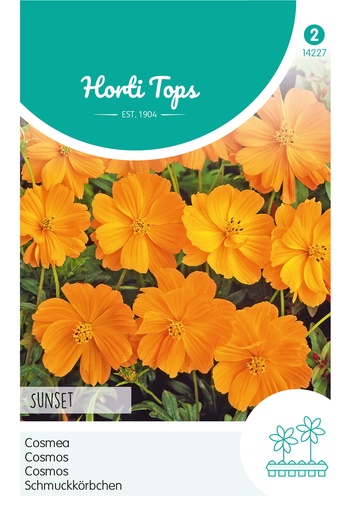 Cosmos Sulphureus Sunset, Orange