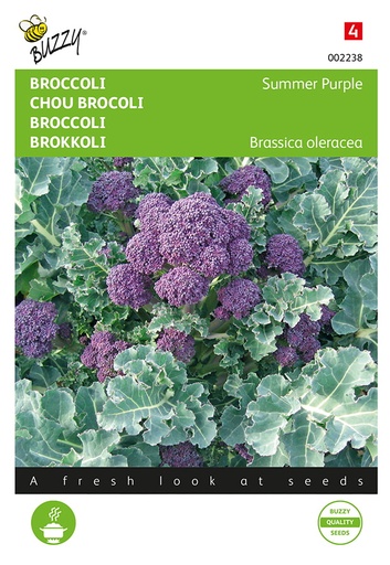 Buzzy® Spargelkohl Summer Purple