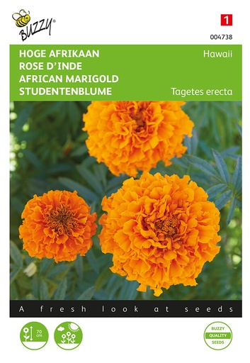 Buzzy® Studentenblume Hawaii, orange