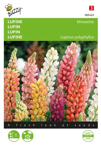 Buzzy® Lupine niedrige Minarette