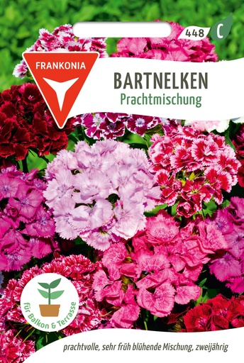 Bartnelken Prachtmischung