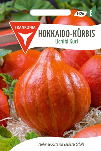 Hokkaido-Kürbis Uchiki Kuri