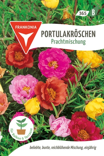 Portulakröschen Prachtmischung