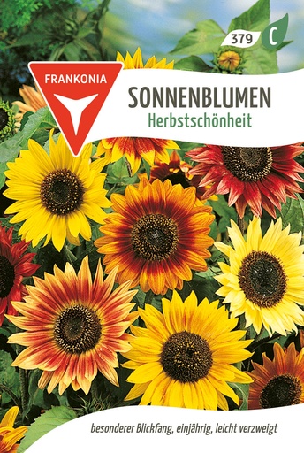 Sonnenblumen Herbstschönheit