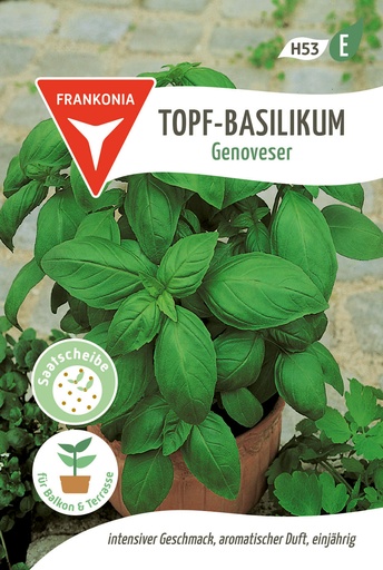 Topf-Basilikum Genoveser