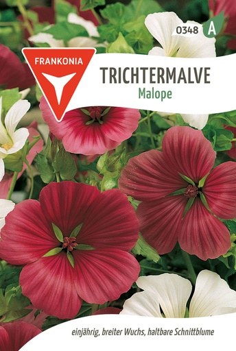 Trichtermalve Malope