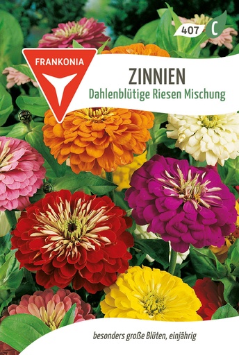 Zinnien Dahlenblütige Riesen Mischung